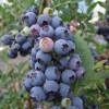 Bluetta - Highbush blueberry - Bluetta - Vaccinium corymbosum