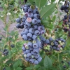 Bluetta - borówka amerykańska - Bluetta - Vaccinium corymbosum