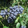 Bluetta - Heidelbeere - Bluetta - Vaccinium corymbosum