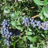 Bluetta - Heidelbeere - Bluetta - Vaccinium corymbosum