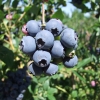 Bluetta - Highbush blueberry - Bluetta - Vaccinium corymbosum