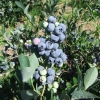 Bluegold - Highbush blueberry - Bluegold - Vaccinium corymbosum
