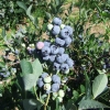 Bluegold - Heidelbeere - Bluegold - Vaccinium corymbosum