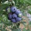 Bonifacy - Highbush Blueberry - Bonifacy - Vaccinium corymbosum