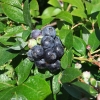 Bonifacy - Highbush Blueberry - Bonifacy - Vaccinium corymbosum