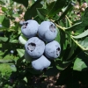 Brigitta - Highbush blueberry - Brigitta - Vaccinium corymbosum
