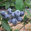 Chanticleer - Highbush blueberry - Chanticleer - Vaccinium corymbosum