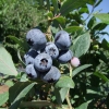 Chanticleer - Highbush blueberry - Chanticleer - Vaccinium corymbosum