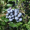 Duke - Highbush blueberry - Duke - Vaccinium corymbosum