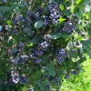 Earliblue - Highbush blueberry - Earliblue - Vaccinium corymbosum