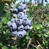 Earliblue - Highbush blueberry - Earliblue - Vaccinium corymbosum