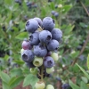 Goldtraube - Heidelbeere - Goldtraube - Vaccinium corymbosum