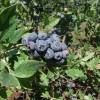 Goldtraube - Highbush Blueberry - Goldtraube - Vaccinium corymbosum