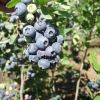 Goldtraube - Highbush Blueberry - Goldtraube - Vaccinium corymbosum