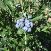 Hardyblue - Highbush blueberry - Hardyblue - Vaccinium corymbosum