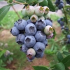 Meader - Highbush blueberry - Meader - Vaccinium corymbosum