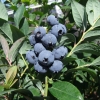 Meader - Highbush blueberry - Meader - Vaccinium corymbosum