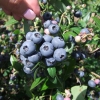 Northblue - Kulturheidelbeere - Northblue - Vaccinium angustifolium x Vaccinium corymbosum