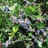 Northblue - Halfhigh Blueberry - Northblue - Vaccinium angustifolium x Vaccinium corymbosum