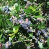 Northblue - Kulturheidelbeere - Northblue - Vaccinium angustifolium x Vaccinium corymbosum