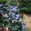 Northland - Half-high blueberry - Northland - Vaccinium angustifolium x Vaccinium corymbosum