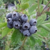 Spartan - Highbush blueberry - Spartan - Vaccinium corymbosum