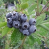 Spartan - Heidelbeere - Spartan - Vaccinium corymbosum