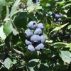 Spartan - Highbush blueberry - Spartan - Vaccinium corymbosum