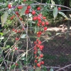 Lycium barbarum 'Big Berry' - Goji-Beere - Lycium barbarum 'Big Berry'