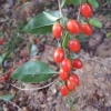 Lycium barbarum 'Big Berry' - Goji-Beere - Lycium barbarum 'Big Berry'