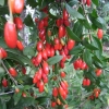 Lycium barbarum 'New Big' - Goji-Beere - Lycium barbarum 'New Big'