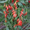 Lycium barbarum 'New Big' - Goji berry - Lycium barbarum 'New Big'