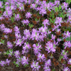 Rhododendron canadense - azalia kanadyjska - Rhododendron canadense