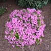 poukhanense - azalia japońska; azalia koreańska; azalia jedoeńska odmiana koreańska - poukhanense - Rhododendron; Rhododendron yedoense var. poukhanense