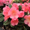 Malaga- Рододендрон Якушиманский - Malaga- Rhododendron yakushimanum