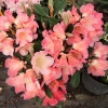 Malaga- Рододендрон Якушиманский - Malaga- Rhododendron yakushimanum