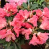 Malaga- Рододендрон Якушиманский - Malaga- Rhododendron yakushimanum