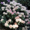 Percy Wiseman - różanecznik jakuszimański - Percy Wiseman - Rhododendron yakushimanum