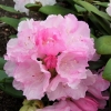 Silberwolke - Рододендрон Якушиманский - Silberwolke - Rhododendron yakushimanum