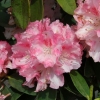 Tina Heinje - różanecznik jakuszimański - Tina Heinje - Rhododendron yakushimanum