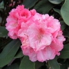 Tina Heinje - różanecznik jakuszimański - Tina Heinje - Rhododendron yakushimanum