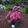 Jan III Sobieski ROYAL AMARANTH - Rhododendron hybrid - Jan III Sobieski ROYAL AMARANTH - Rhododendron hybridum