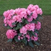 Królowa Bona ROYAL CANDY - Рододендрон гибридный - Królowa Bona ROYAL CANDY - Rhododendron hybridum