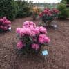 Królowa Bona ROYAL CANDY - różanecznik wielkokwiatowy - Królowa Bona ROYAL CANDY - Rhododendron hybridum
