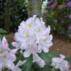 Catawbiense Album - Rhododendron hybrid - Catawbiense Album - Rhododendron hybridum