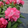 Daniela - różanecznik jakuszimański - Daniela - Rhododendron yakushimanum