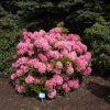 Haaga - Рододендрон гибридный - Haaga - Rhododendron hybridum