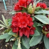Dotella - różanecznik jakuszimański - Dotella - Rhododendron Yakushimanum