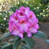 Kazimierz Odnowiciel ROYAL VIOLET PBR - Rhododendron Hybride - Kazimierz Odnowiciel ROYAL VIOLET PBR - Rhododendron hybridum