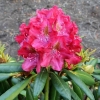 Kazimierz Wielki ROYAL SCARLET - Рододендрон гибридный - Kazimierz Wielki ROYAL SCARLET - Rhododendron hybridum